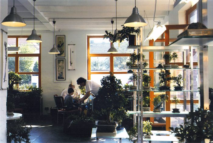 bonsai-1